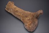 Fossil Hadrosaur (Edmontosaurus) Femur - Wyoming #313984-2